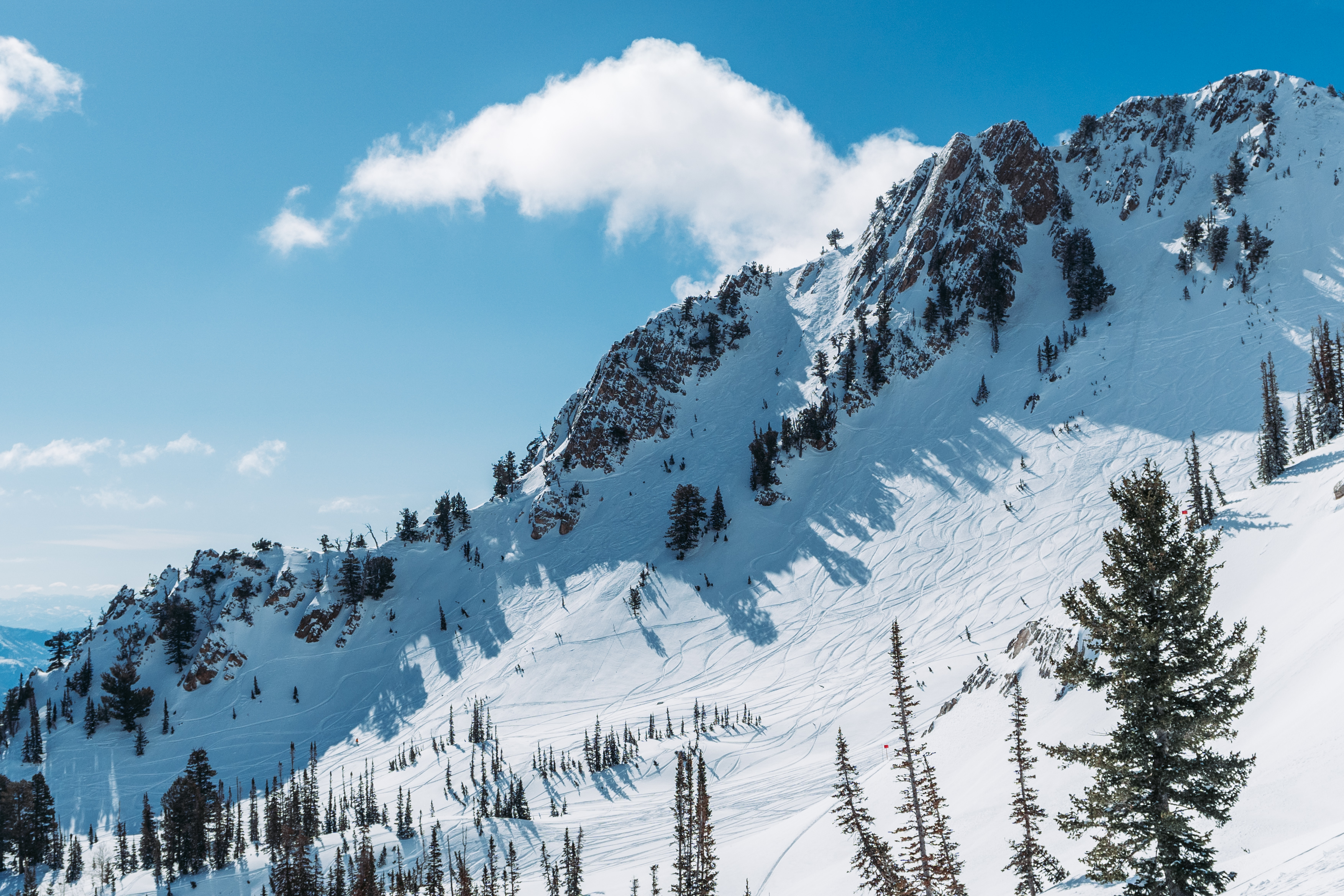 scroll-explore-lone-tree-background