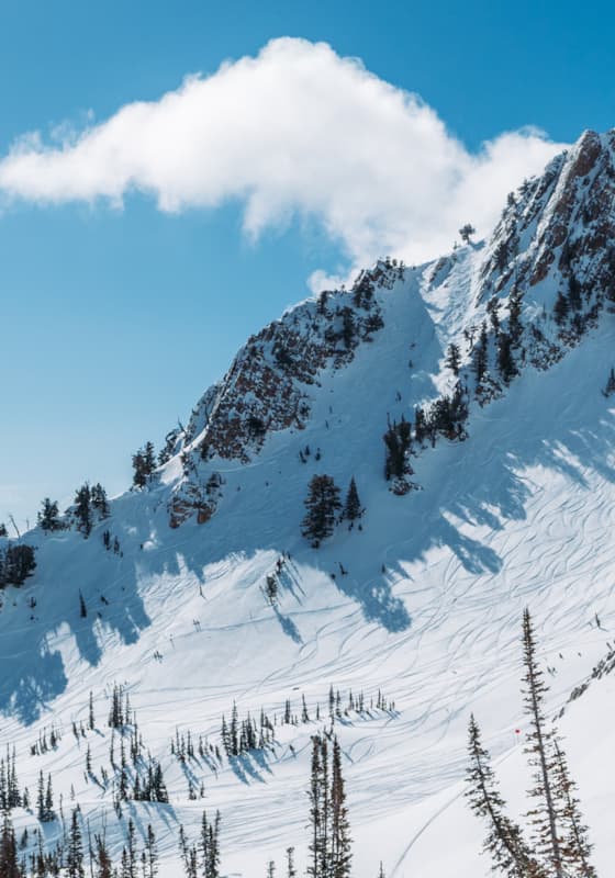 scroll-explore-lone-tree-background