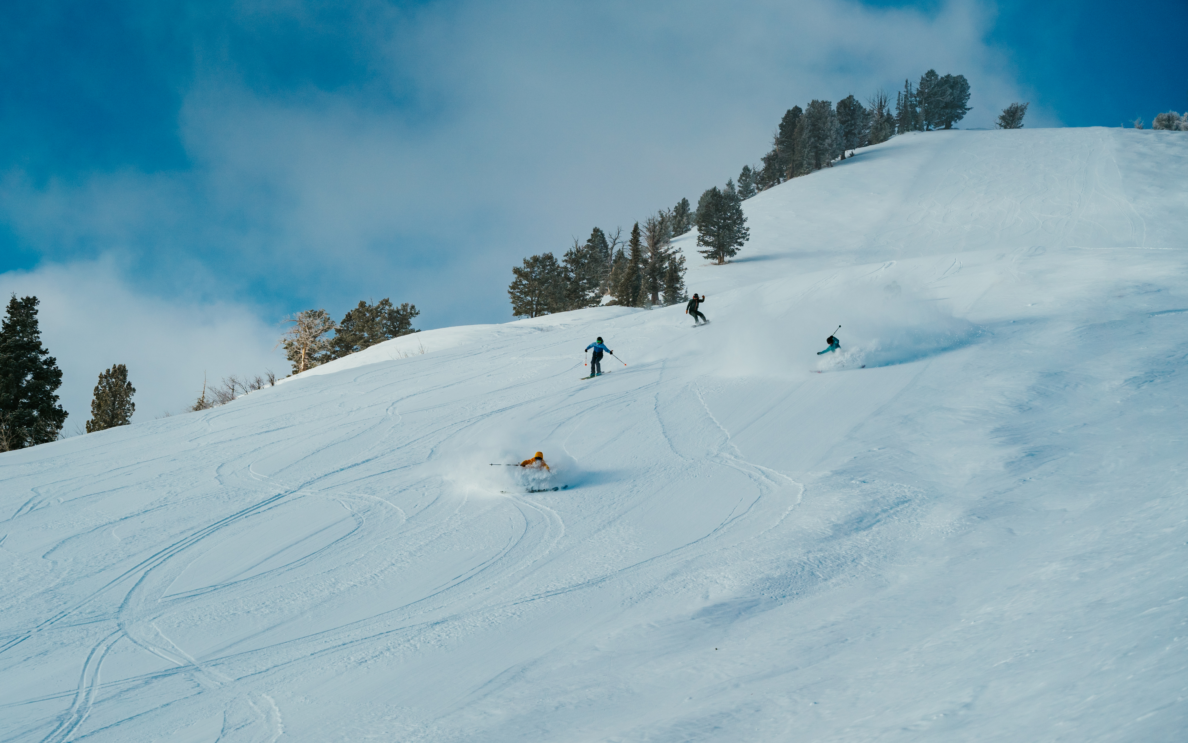 scroll-explore-wildflower-downhill-background