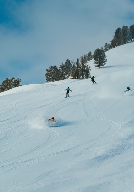 scroll-explore-wildflower-downhill-background