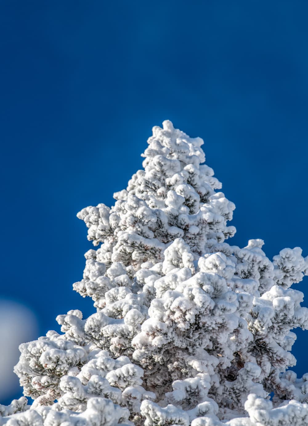 Snow Basing Start Your Journey: Your Guide to Snowbasin | Snowbasin