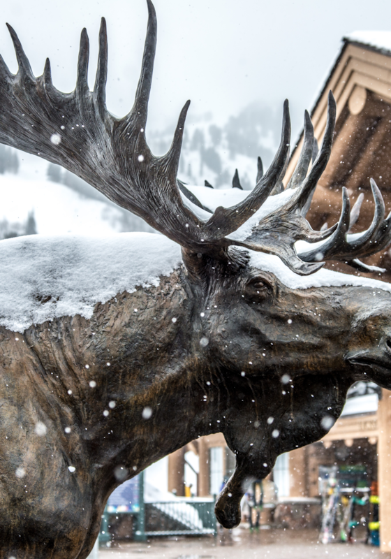 snowbasin-moose-image
