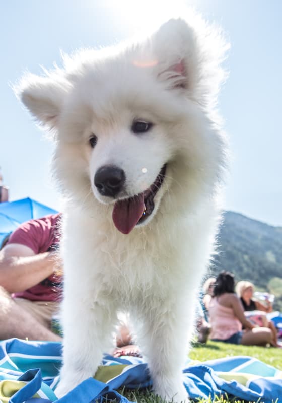 dog-summer