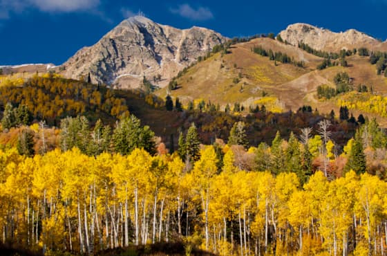 fall-scenic-snowwiesn