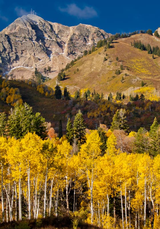 fall-scenic-snowwiesn