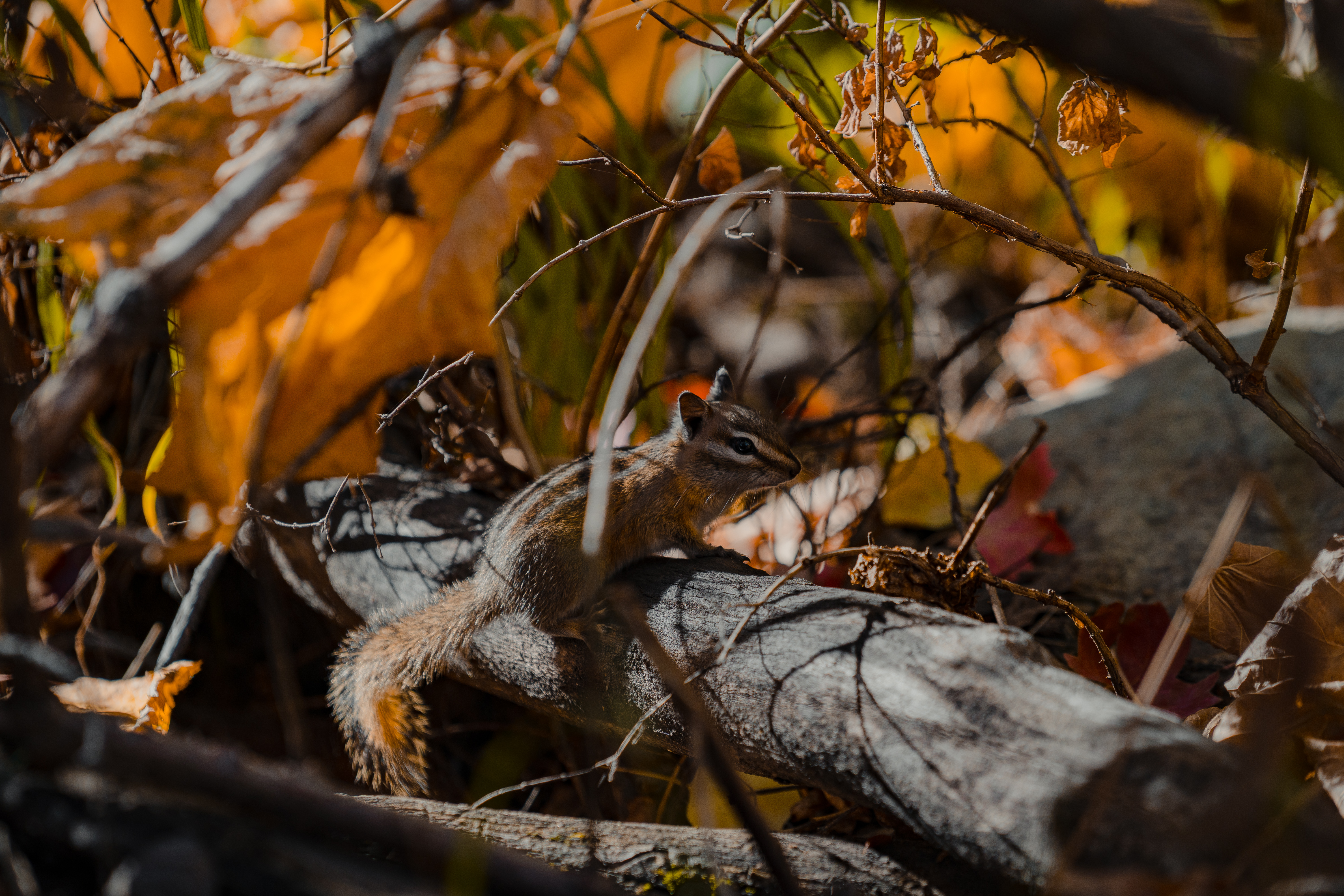 chipmunk