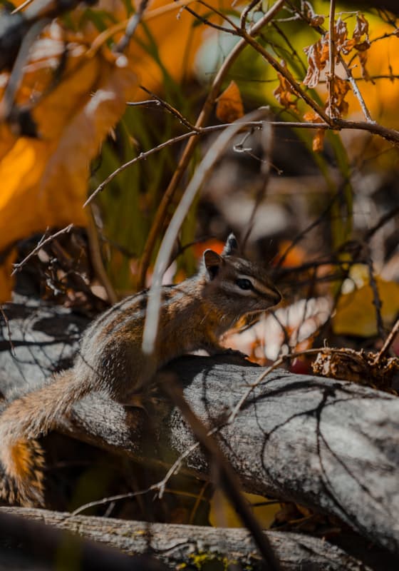 chipmunk