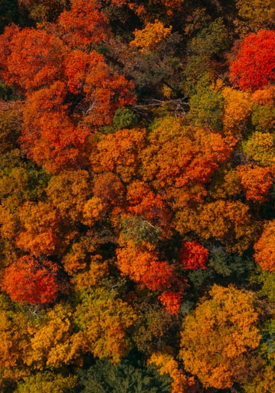 fall_scenic_autumn_treetops