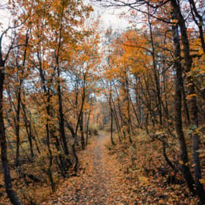 Fall_Trail_Leaves