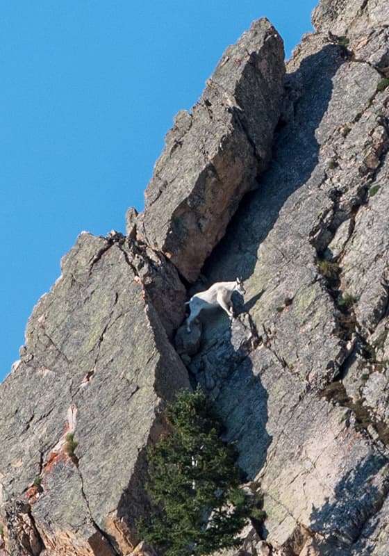mountain-goat-snowbasin