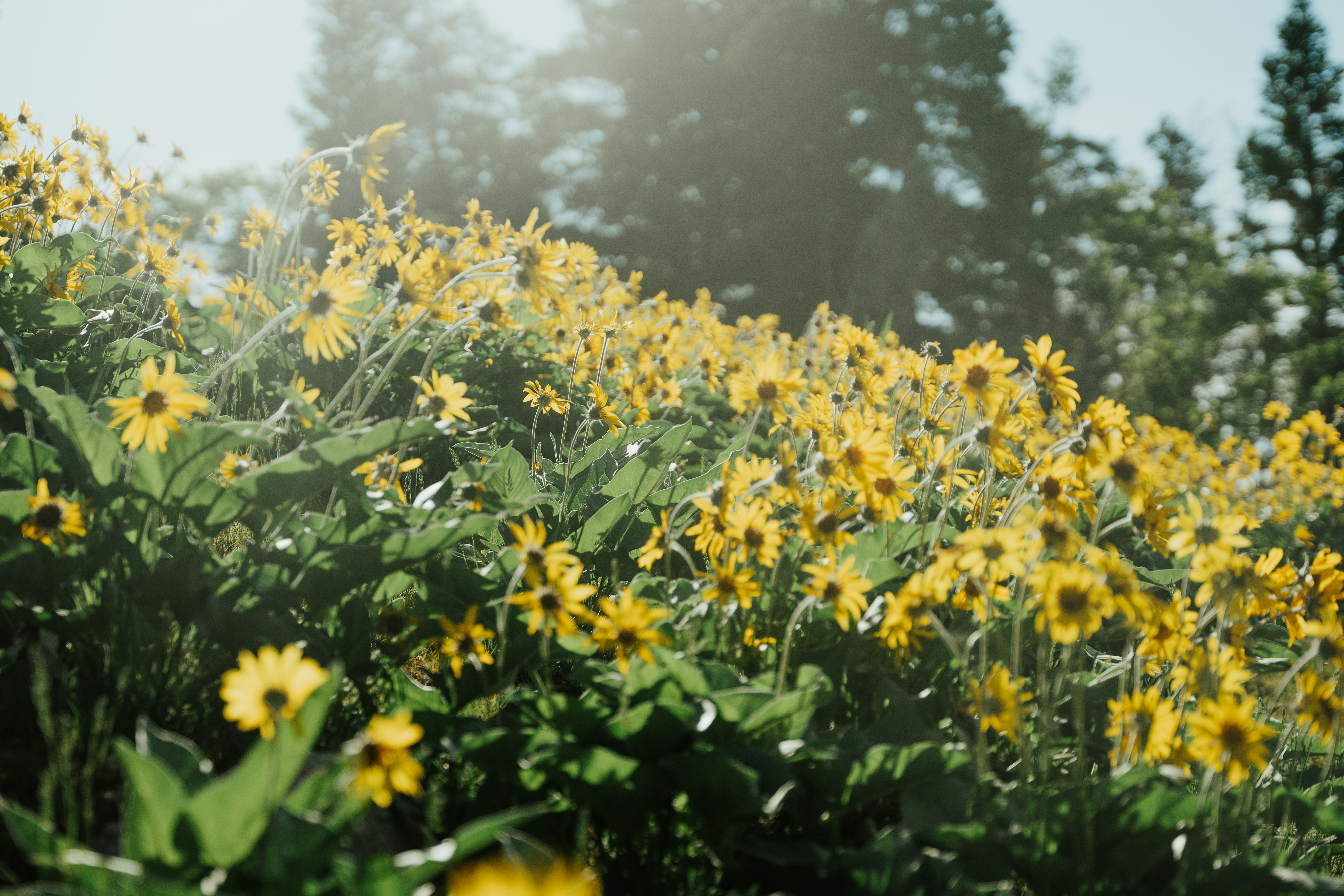 snowbasin-wildflowers
