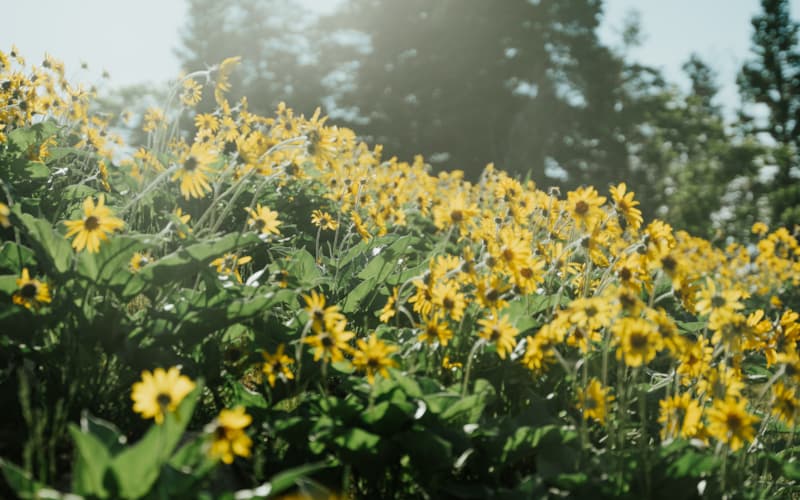 snowbasin-wildflowers