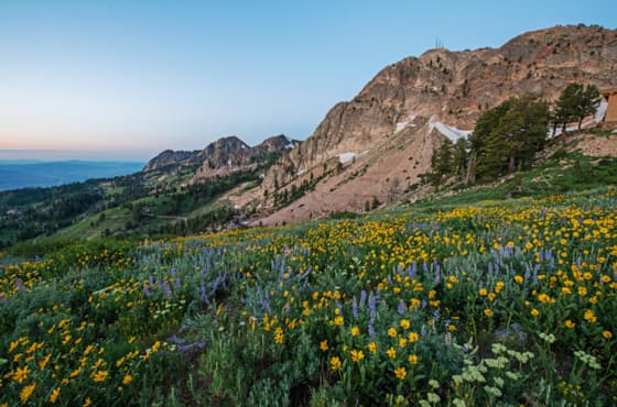 wildflowers-summer