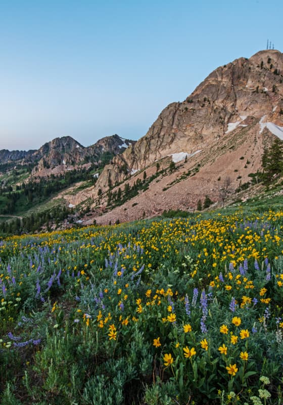 wildflowers-summer