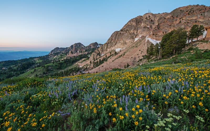 Wildflowers-Summer