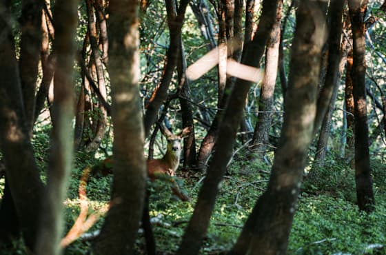 deer-snowbasin