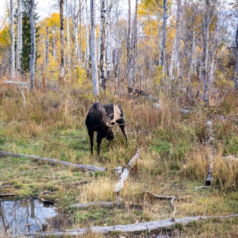 moose-fall