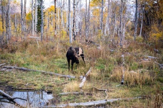 moose-fall