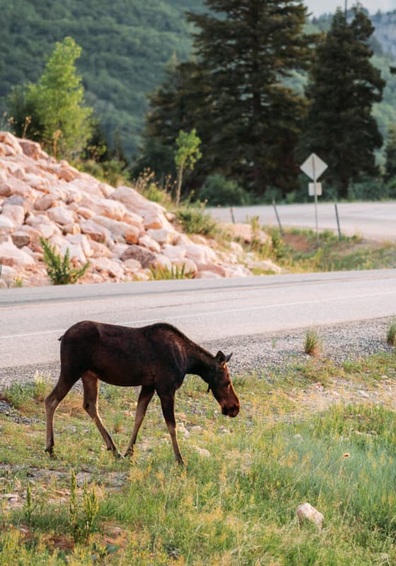 moose-summer