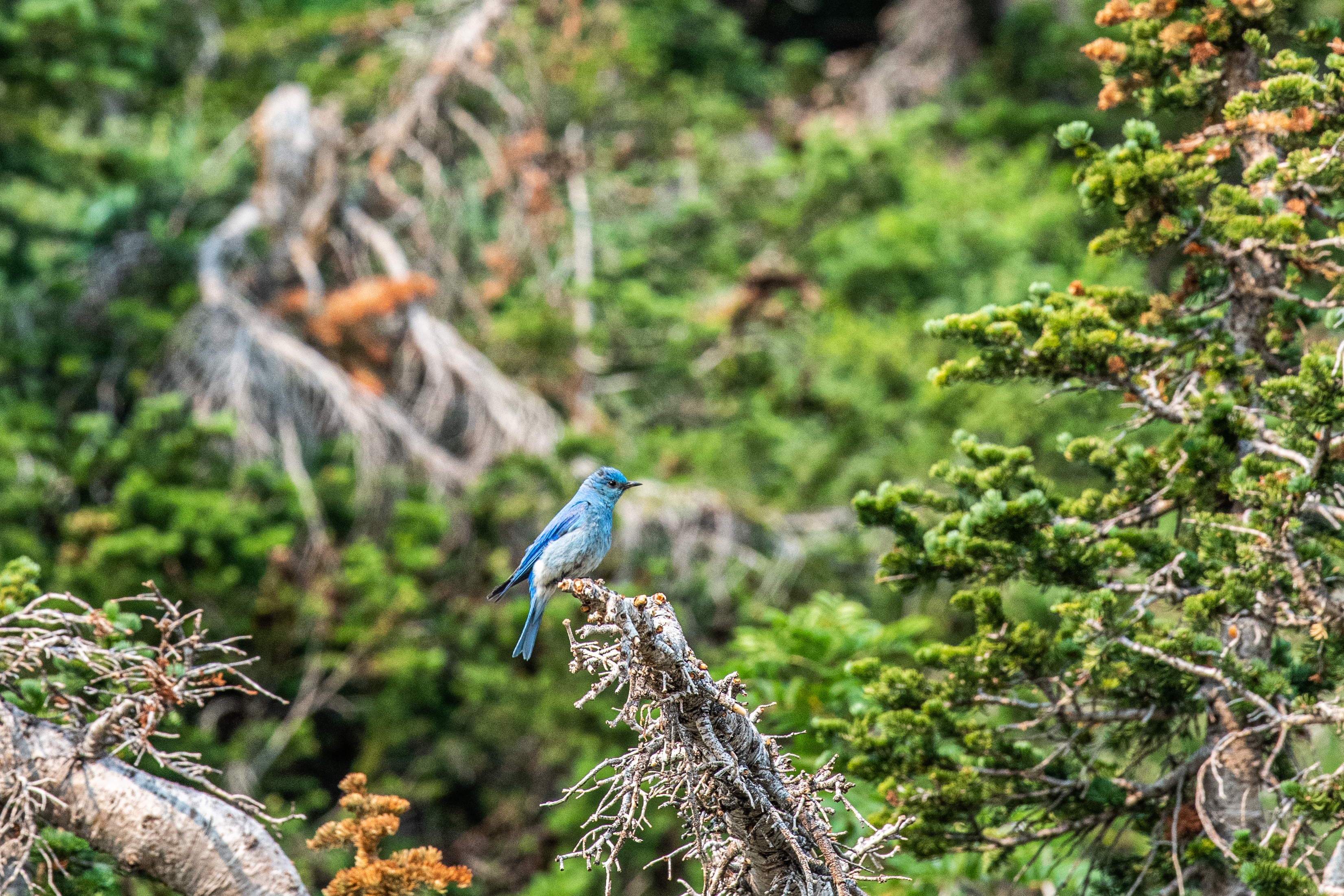 mountain-bluebird-summer
