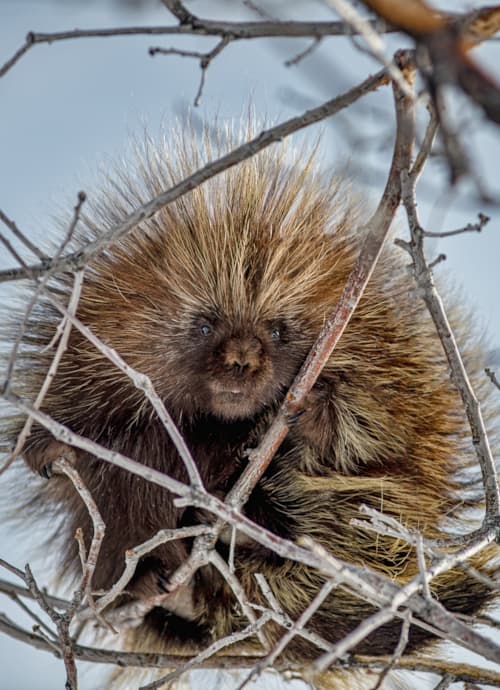porcupine-snowbasin