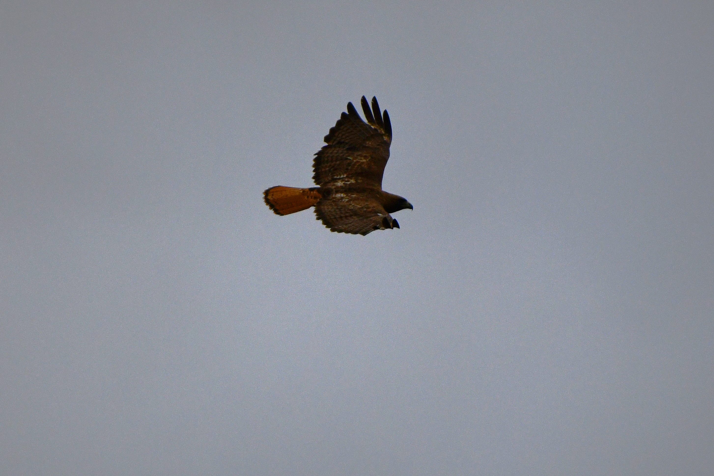 red-tailed-hawk-summer
