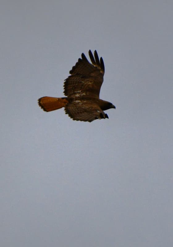 red-tailed-hawk-summer