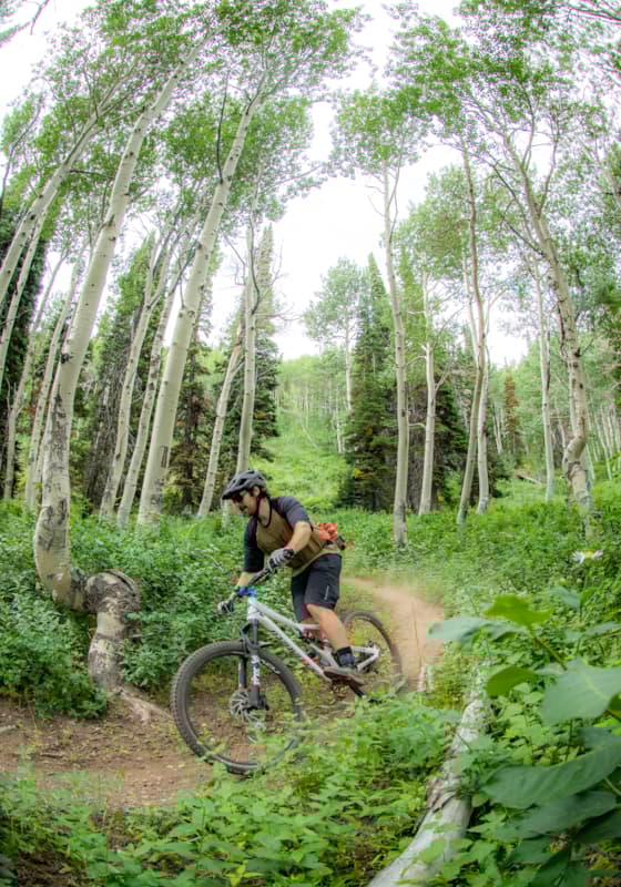 sb-moonshine-trees-biking