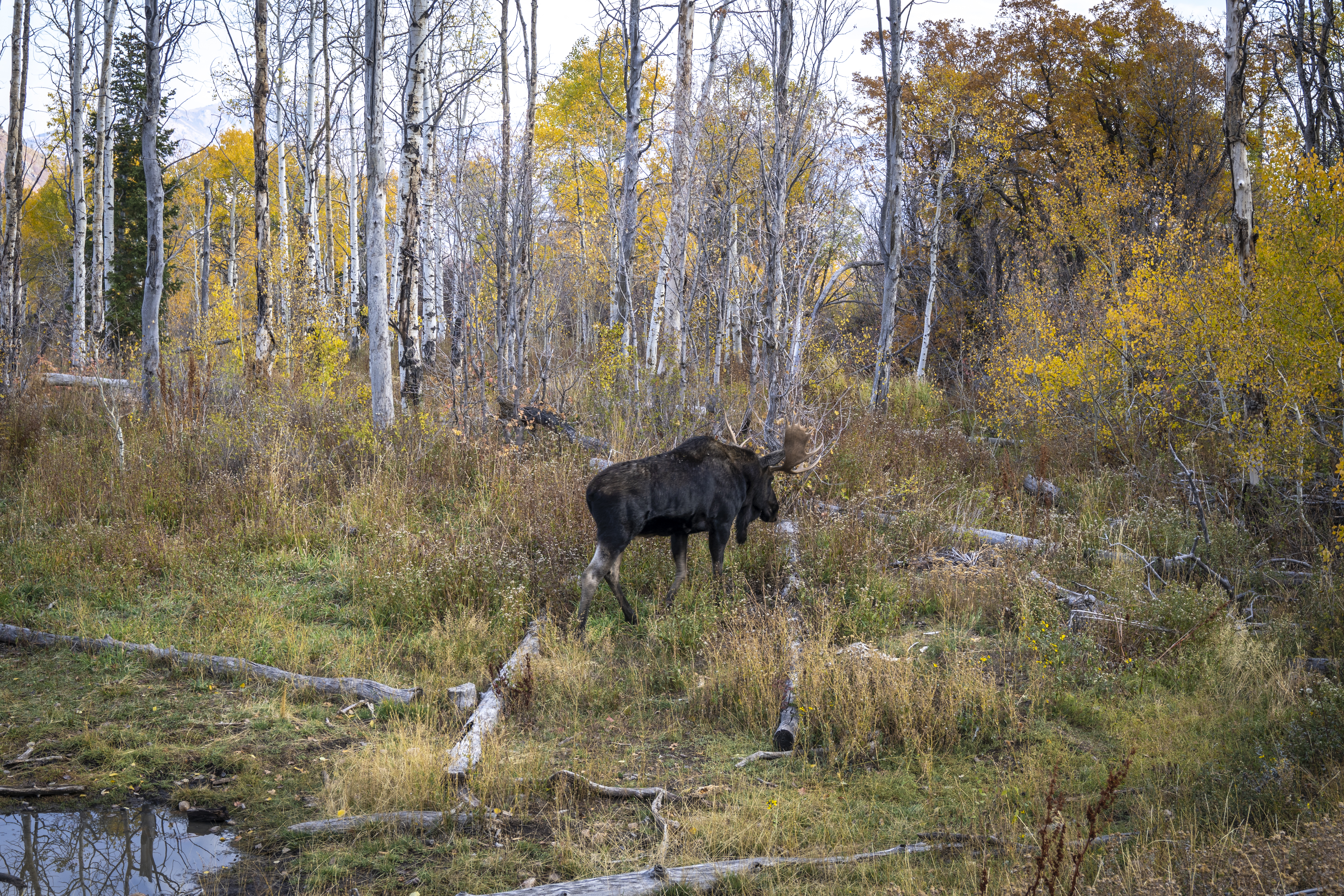 scenic-wildlife-moose-fall-leaves
