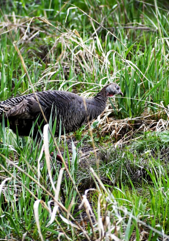 wild-turkey-snowbasin