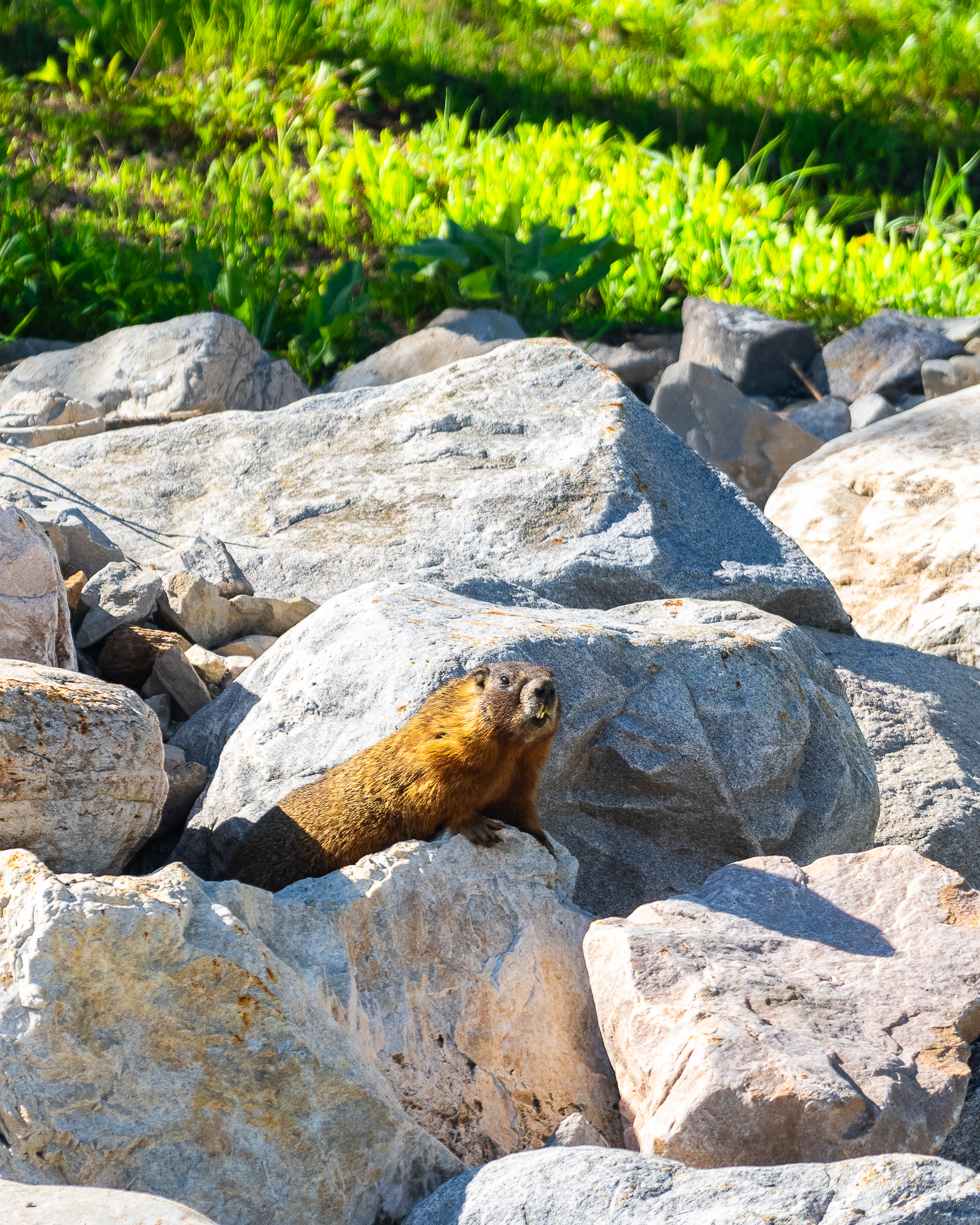 yellow-bellied-marmot-summer