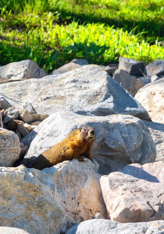 yellow-bellied-marmot-summer