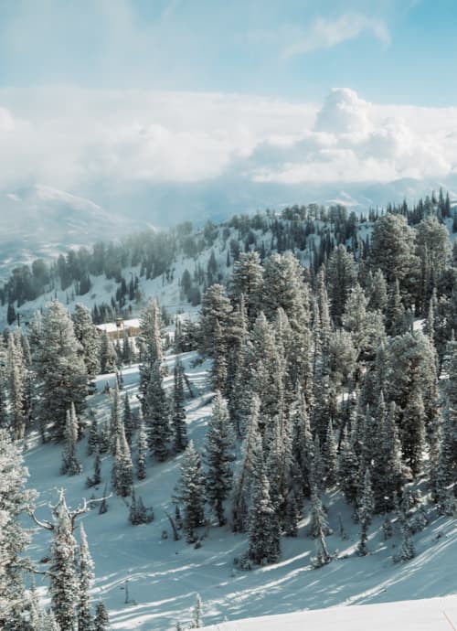 scenic-winter-blue-bird-trees-dusted